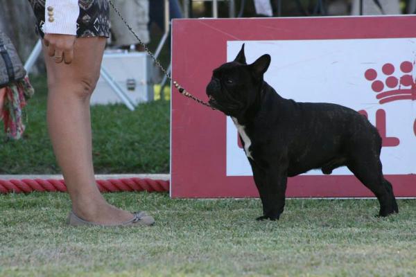 Gustavo Of Little Bombardier | French Bulldog 