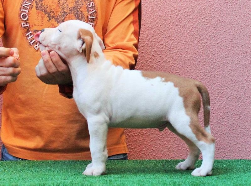 Brave Fast Lullaby | American Staffordshire Terrier 