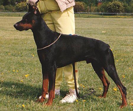 Vernalis Vulcano | Black Doberman Pinscher