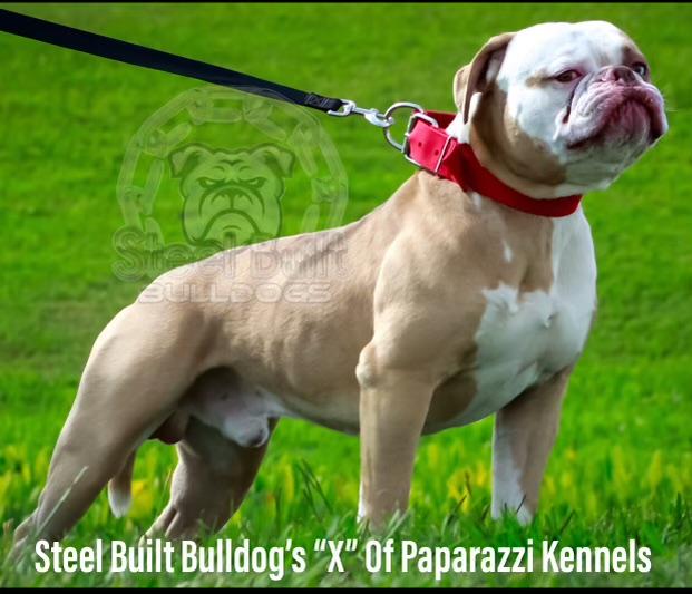 Steel Built Bulldogs The X Factor of Paparazzi Kennels | American Bulldog 