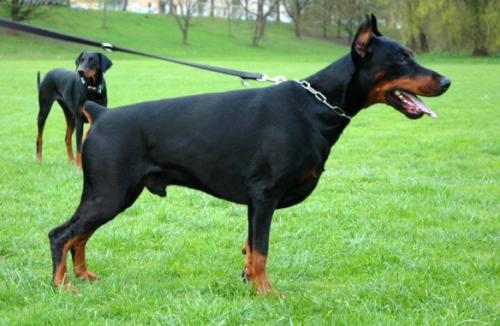 Eria Pro Onyx Odysseus | Black Doberman Pinscher