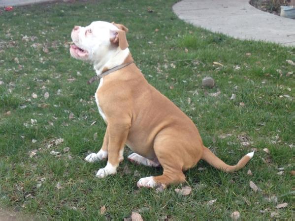 Hyde's Yogi of Family First | American Bulldog 