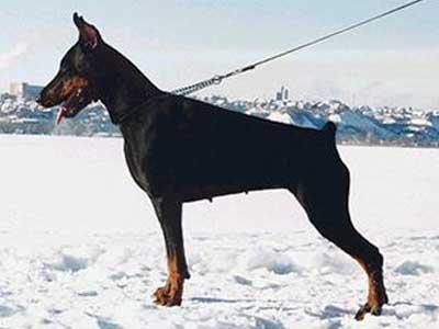 Vodolej Rus Fabiana | Black Doberman Pinscher