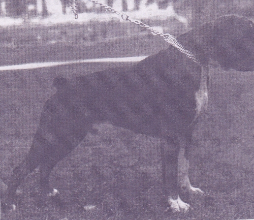 Anko von Fels | Boxer 