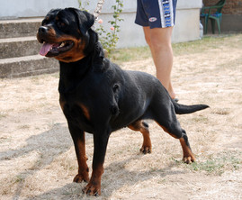 Wirka Flash Rouse | Rottweiler 