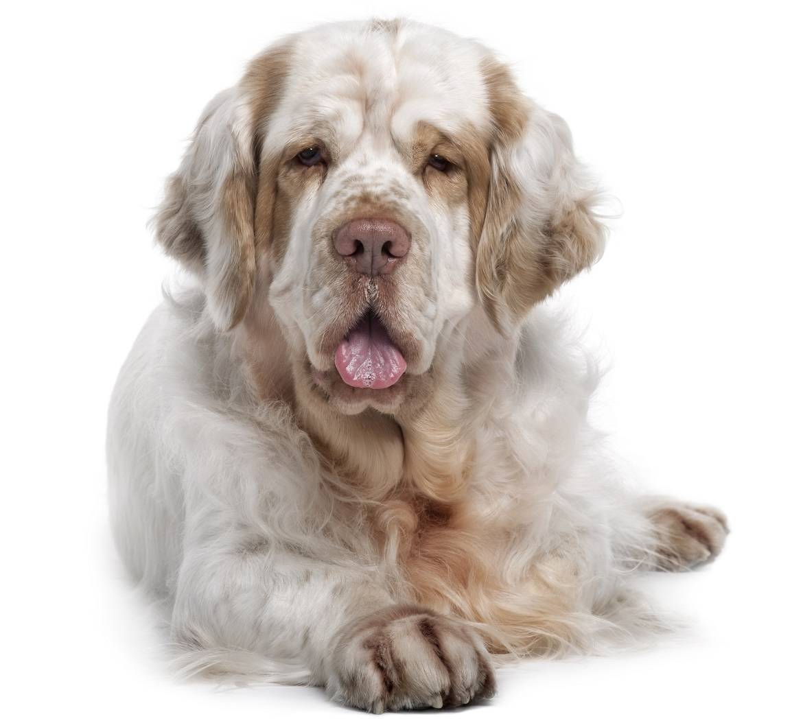 Clumber Spaniel