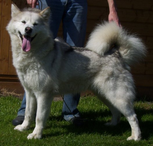 Ice Princess Inditarod | Alaskan Malamute 