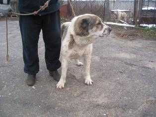 kara kele Rovayat | Central Asian Shepherd Dog 