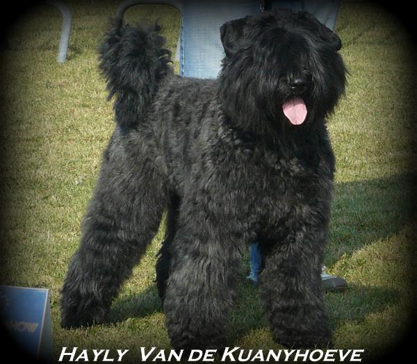 Hayly van de Kuanyhoeve | Bouvier des Flandres 