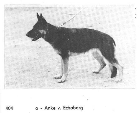 Anka vom Echoberg | German Shepherd Dog 