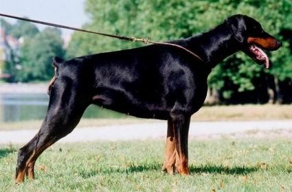 Wicky Betelges | Black Doberman Pinscher