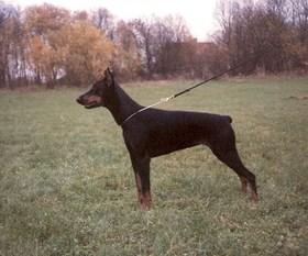 Baba Talpa | Black Doberman Pinscher