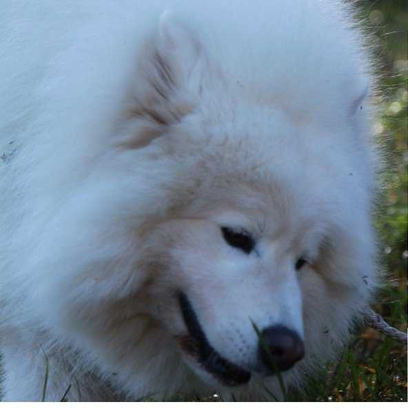 Serenada Severnoi Doliny Yaguar | Samoyed 