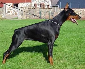 Bianca Betelges | Black Doberman Pinscher