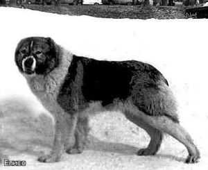 Eliso | Caucasian Mountain Dog 