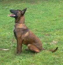 Gravitas Annihilate'em | Belgian Malinois 