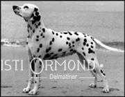 Salsusa Eternal Star | Dalmatian 