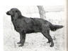 Nesfield Miss Ulster | Flat-Coated Retriever 