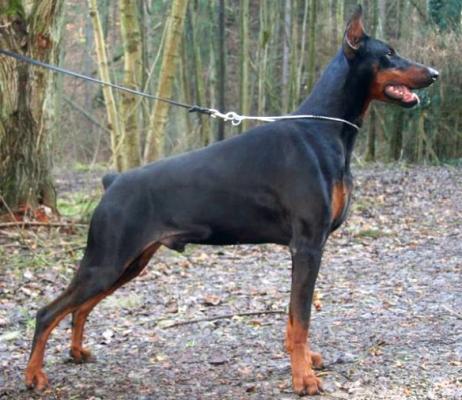 Shadow v.d. Horringhauser Höh | Black Doberman Pinscher