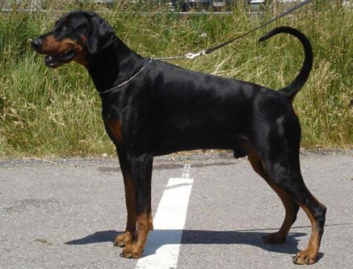 Ricardo v.d. Horringhauser Höh | Black Doberman Pinscher