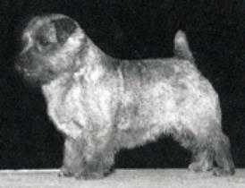 Nanfan Culver | Norfolk Terrier 