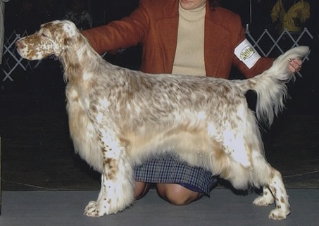 Brasswinds Velvet Goldmine | English Setter 