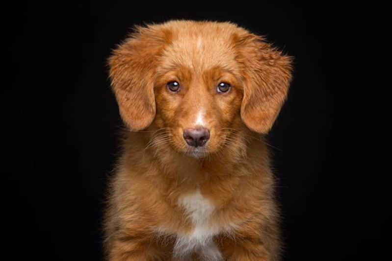 Canis Amicus "Celta" | Nova Scotia Duck Tolling Retriever 