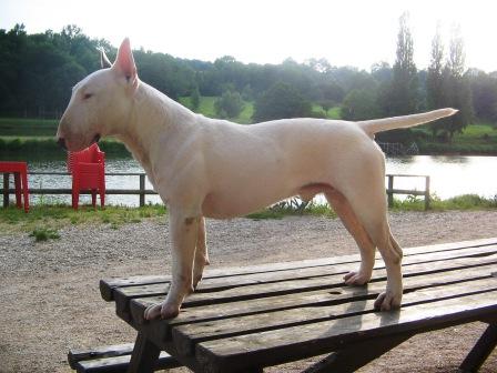 Garoun-Dea Vicelike | Bull Terrier 