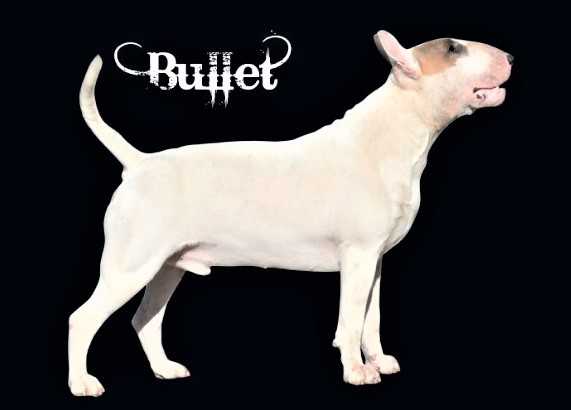 Unfailling Lightning Electric | Bull Terrier 