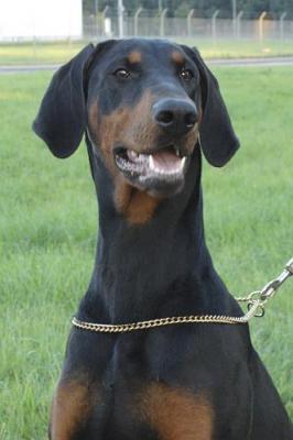 Raven v.d. Horringhauser Höh | Black Doberman Pinscher