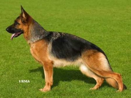 Ussy vom Dänischen Hof | German Shepherd Dog 