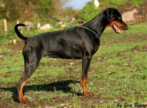 Abbey Les Deux Peupliers | Black Doberman Pinscher