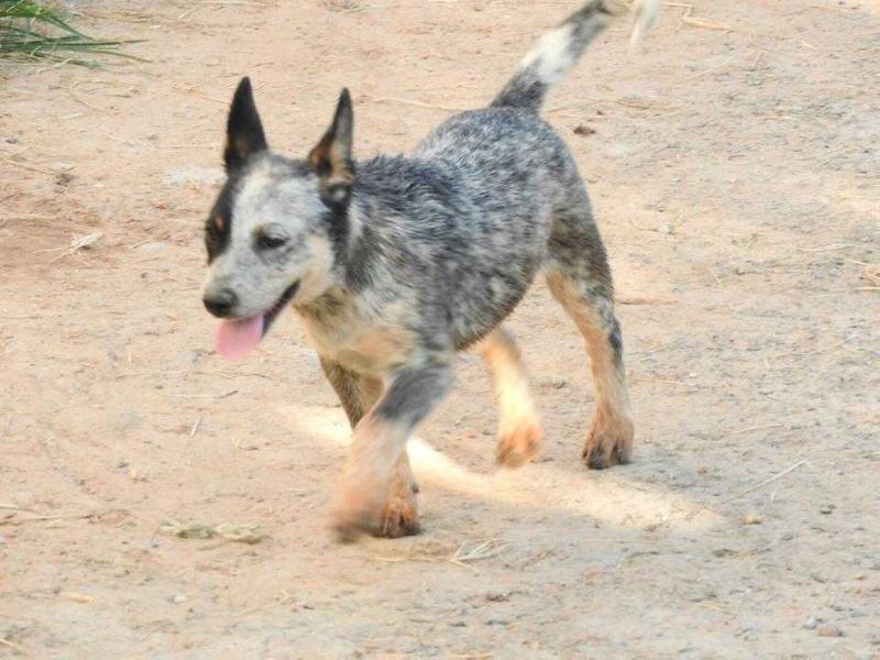 RAJA II BLUE HEELER SELIVON | Australian Cattle Dog 