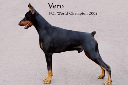 Vero v.h. Wantij | Black Doberman Pinscher