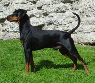 Lilla Enebys AMIRAL BUSTER | German Pinscher 