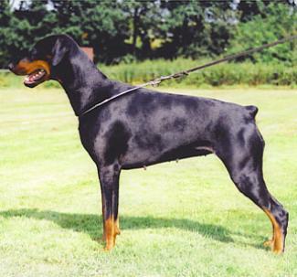 New-Joy Les Deux Peupliers | Black Doberman Pinscher