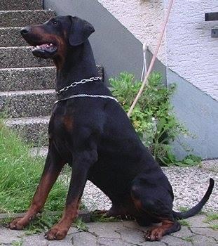 Memphis v.d. Horringhauser Höh | Black Doberman Pinscher