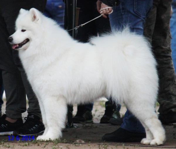 Anais Tcarskaya Doch Iz Doma SHER | Samoyed 