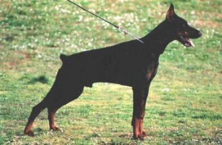 Firefox (DS126736) | Black Doberman Pinscher