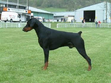 Ace v. Hof ter Eeckhout | Black Doberman Pinscher