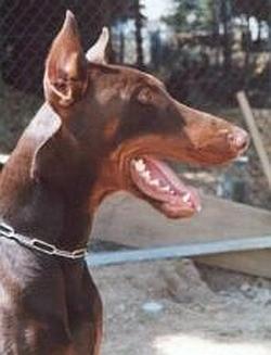 Argo v.d. Horringhauser Höh | Brown Doberman Pinscher