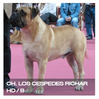 Los Céspedes Richard | Bullmastiff 