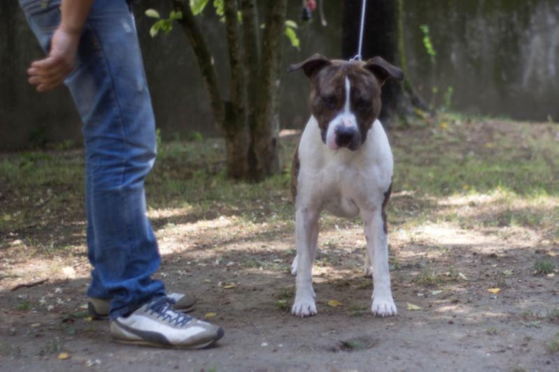 Alwais in my heart Gas | American Staffordshire Terrier 