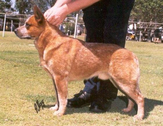 BANGEERI AUSSIE ALCHEMIST | Australian Cattle Dog 