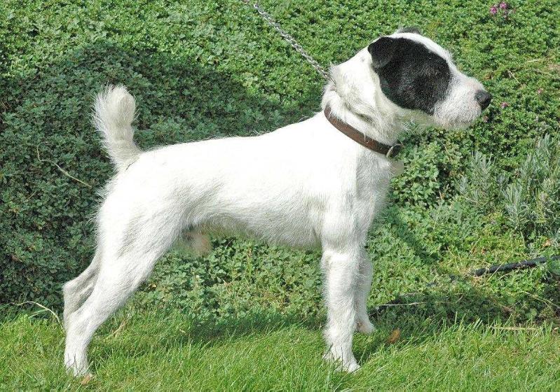 Kingsway Caliber | Jack Russell Terrier 