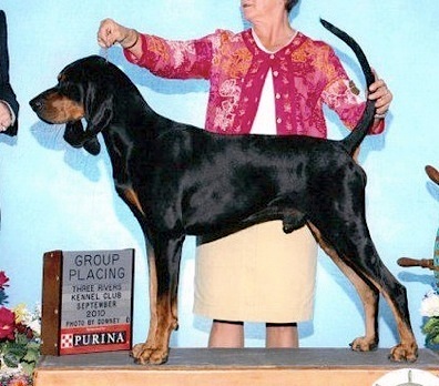 Clover Creek Big Daddy | Black and Tan Coonhound 