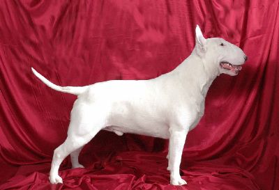 Lowdina Iced Image | Bull Terrier 