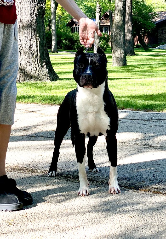 Gunsmoke’s Peacemaker | American Staffordshire Terrier 