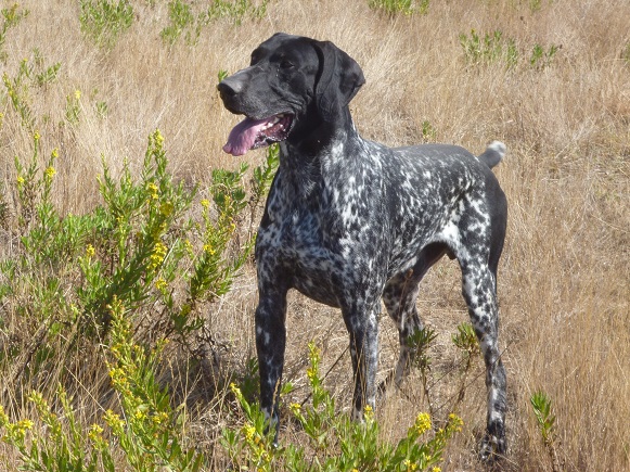 Vicomte des Grandes de la Dombes | German Shorthaired Pointer 