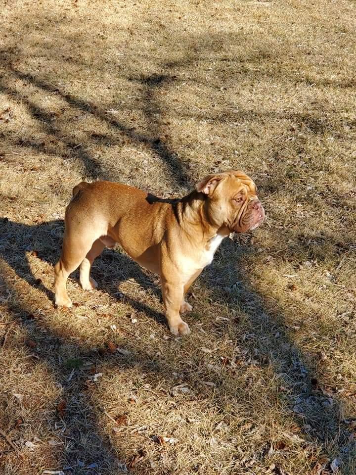 Shoreline's Bodi | Olde English Bulldogge 